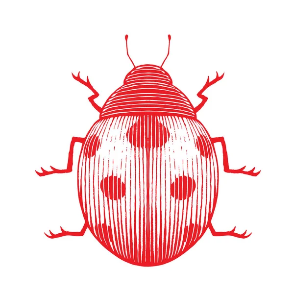 Illustrazione Rosso Vintorized Inchiostro Schizzo Coccinella Isolato Uno Sfondo Bianco — Vettoriale Stock