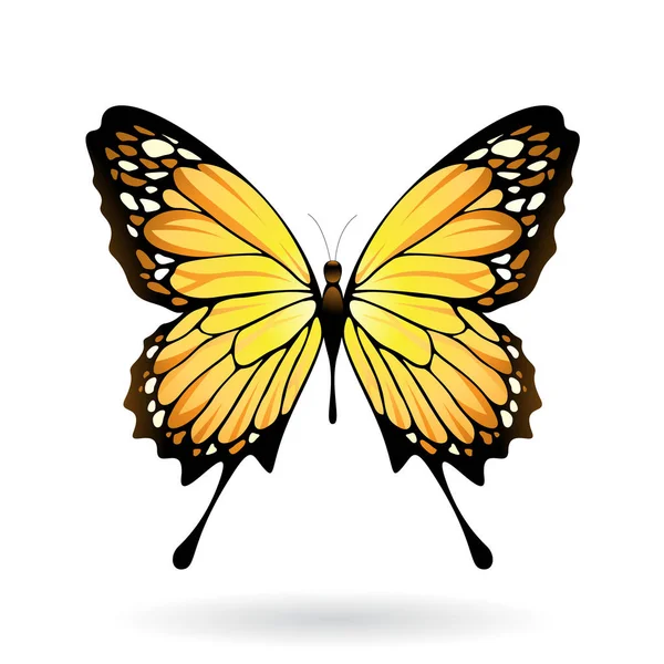 Ilustración de mariposa colorida — Foto de Stock