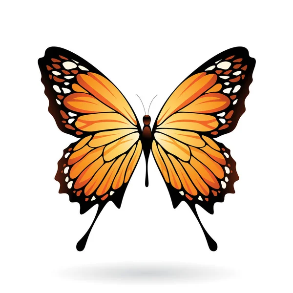 Kleurrijke vlinder illustratie — Stockfoto