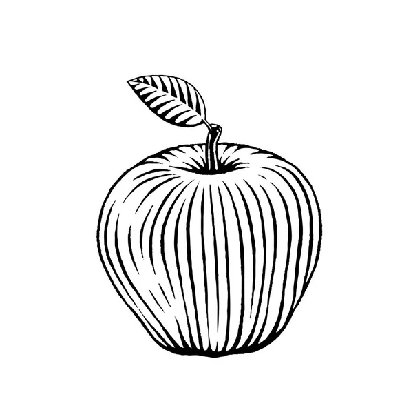 Чорнильний ескіз яблука — стокове фото