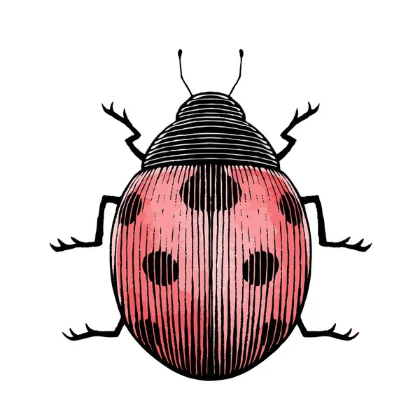 Ink and Watercolor Sketch of a Ladybug — Stock Photo, Image