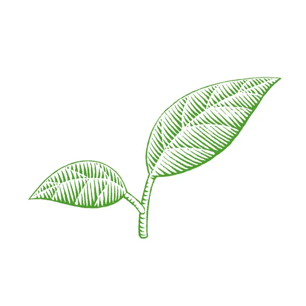 Groene inkt schets van bladeren illustratie — Stockfoto