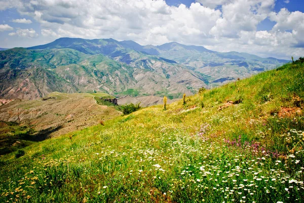 Primavera Flores Silvestres Florecieron Ladera Llama Las Flores — Foto de Stock