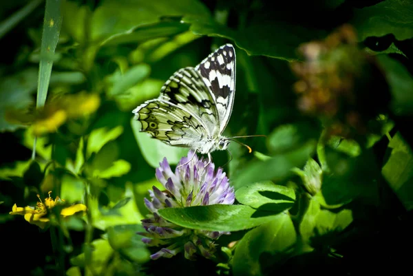 Very Beautiful Green Environment Beautiful Black White Butterfly Sitting Bolts — Stock Photo, Image