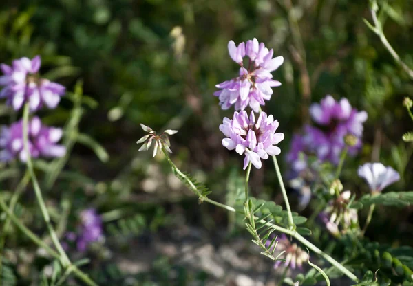 Una Flor Con Tinte Púrpura Dispersa Vegetación —  Fotos de Stock