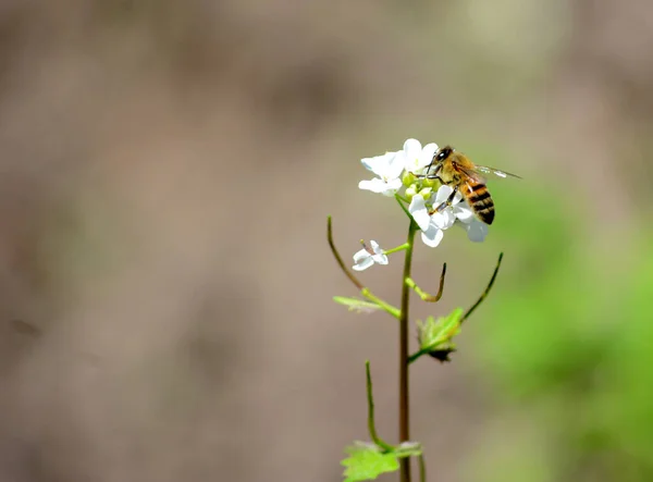 Auf Einem Kleinen Ast Sitzt Eine Biene Die Nektar Sammelt — Stockfoto