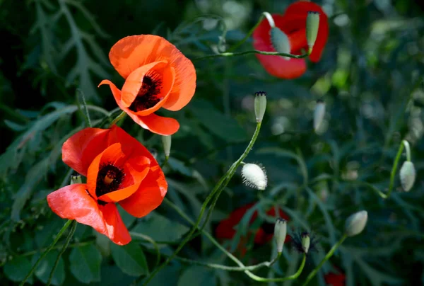 Einem Grünen Rasen Blüht Hier Eine Sehr Schöne Mohnblume Und — Stockfoto