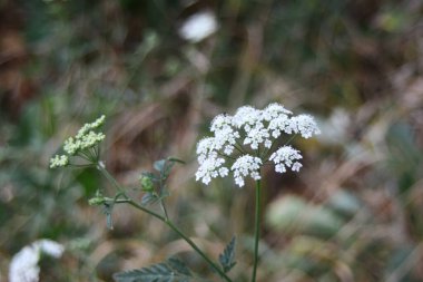 Güzel beyaz çiçek, yabani çiçeklerin arka planında