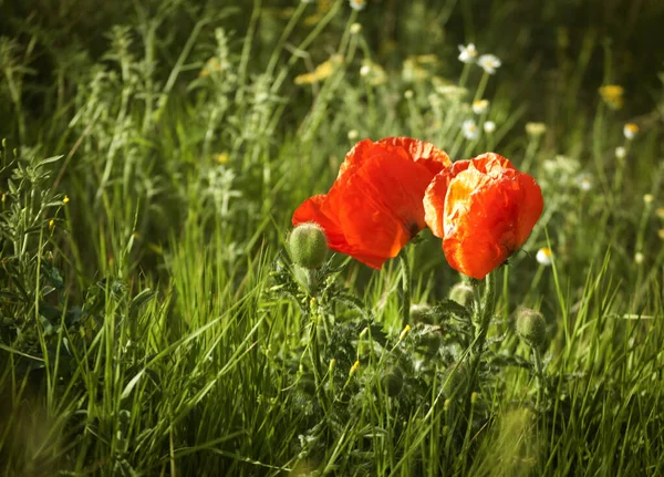 Two Wild Poppy Flowers Wild — Stock Photo, Image