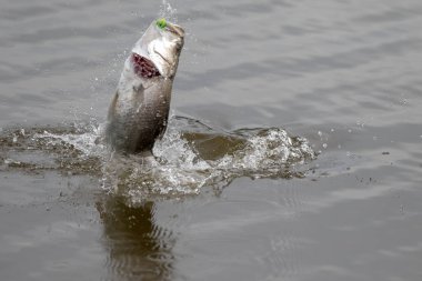 Ne zaman bir fener balıkçılık turnuva tarafından çengel barramundi havaya atlar