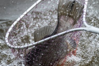 eylem Barramundi veya Asya deniz levreği açılış net gelir