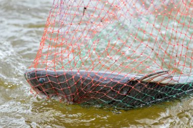 eylem Barramundi veya Asya deniz levreği açılış net gelir