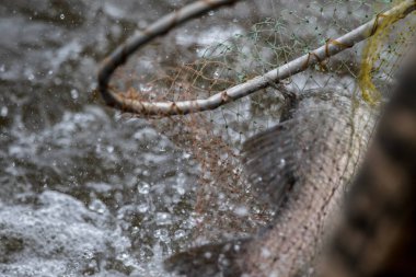 eylem Barramundi veya Asya deniz levreği açılış net gelir