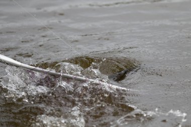 eylem Barramundi veya Asya deniz levreği açılış net gelir