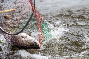eylem Barramundi veya Asya deniz levreği açılış net gelir