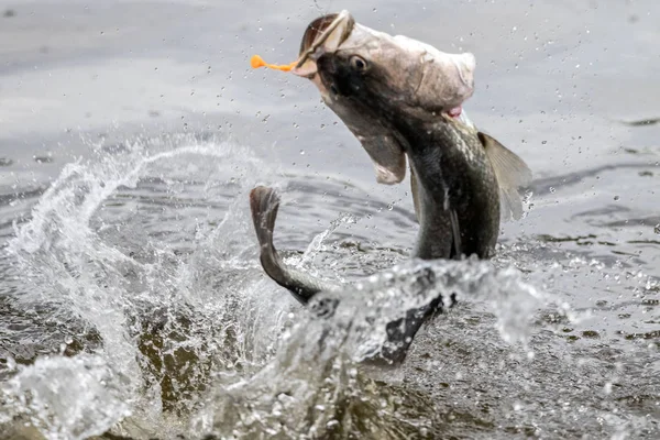 Barramundi Ugrik Levegőbe Amikor Hajlott Horgász Horgászat Verseny — Stock Fotó