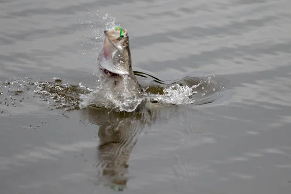 Barramundi Hoppar Luften När Det Hooked Med Marulk Turneringen Fiske — Stockfoto