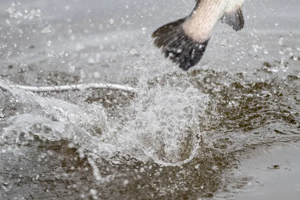 Баррамунди Прыгает Воздух Зацепил Рыбак Рыболовецком Турнире — стоковое фото