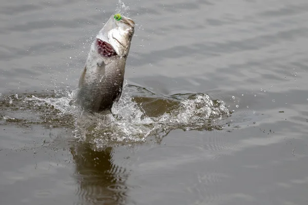 Barramundi Hoppar Luften När Det Hooked Med Marulk Turneringen Fiske — Stockfoto