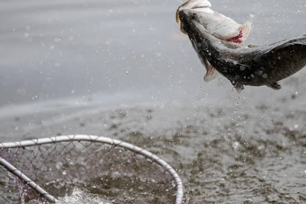 Barramundi Jumps Air Hooked Angler Fishing Tournament — Stock Photo, Image