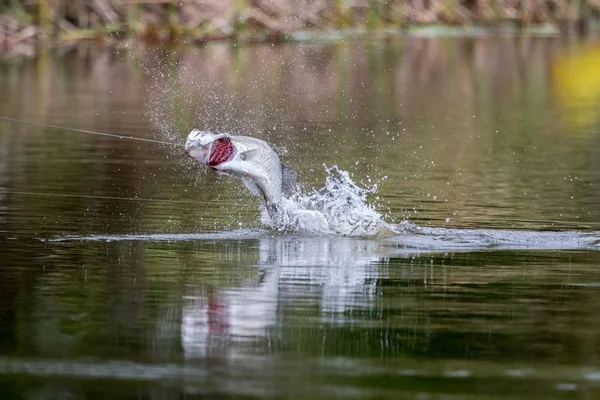 Barramundi Hoppar Luften När Det Hooked Med Marulk Turneringen Fiske — Stockfoto