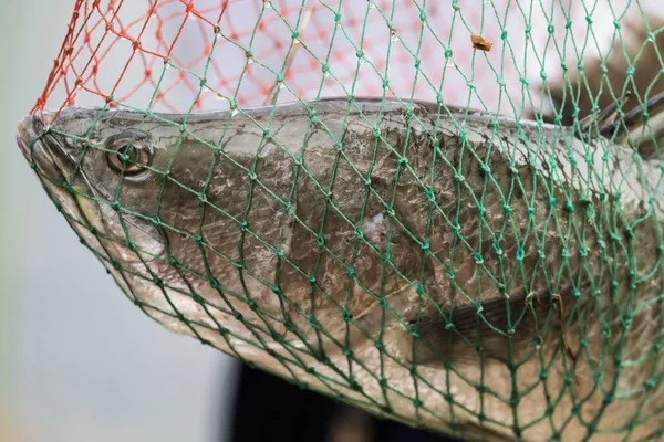 Barramundi or asian sea bass i