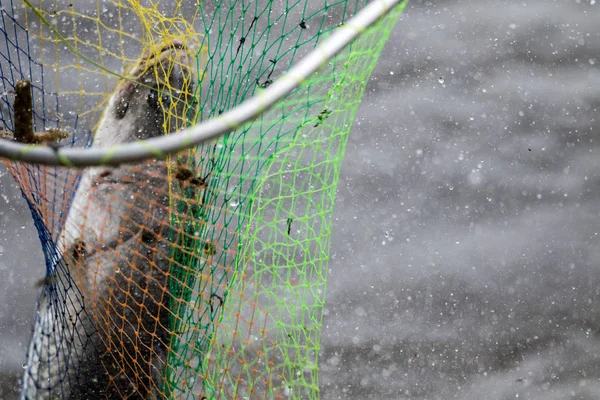 action of Barramundi or asian sea bass  comes to the landing net