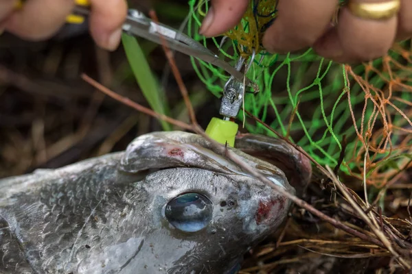 Barramundi or asian sea bass i