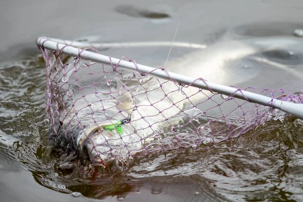 Åtgärder Barramundi Eller Asiatiska Havsabborre Kommer Till Håv — Stockfoto