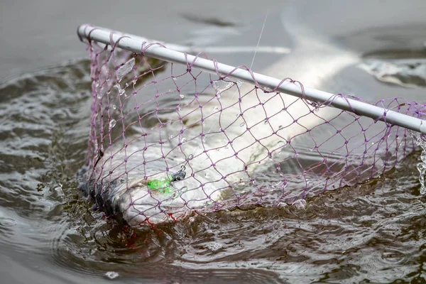 action of Barramundi or asian sea bass  comes to the landing net