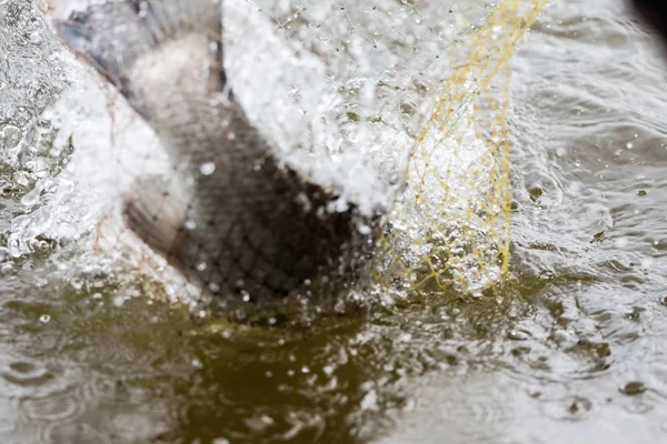 action of Barramundi or asian sea bass  comes to the landing net