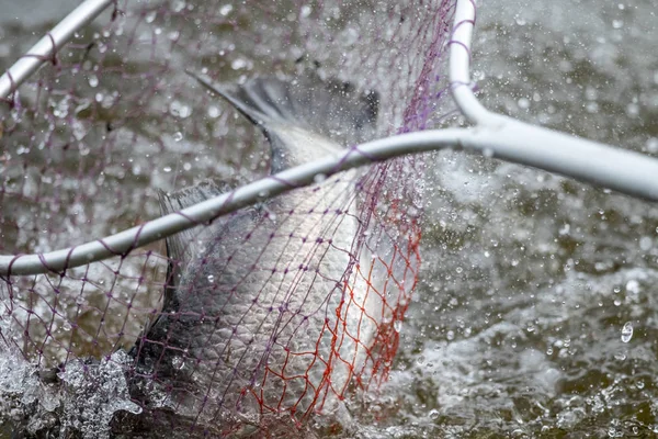 Aktion Von Barramundi Oder Asiatischem Wolfsbarsch Landet Kescher — Stockfoto