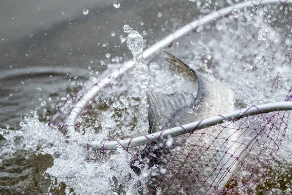 尖吻鲈或亚洲鲈鱼的行动来到着陆网 — 图库照片
