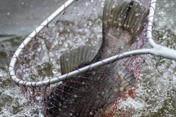 Action Barramundi Asian Sea Bass Comes Landing Net — Stock Photo, Image