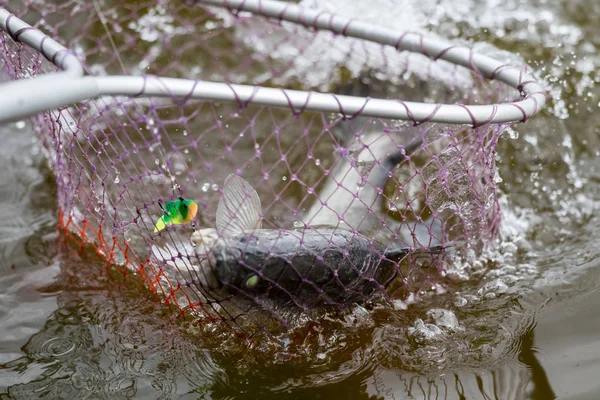 Åtgärder Barramundi Eller Asiatiska Havsabborre Kommer Till Håv — Stockfoto