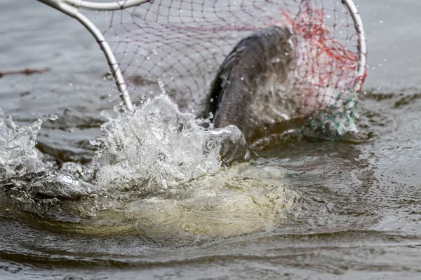 Aktion Von Barramundi Oder Asiatischem Wolfsbarsch Landet Kescher — Stockfoto