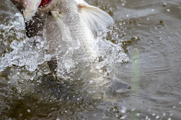 Yta Åtgärder Barramundi När Det Hooked Med Marulk Turneringen Fiske — Stockfoto