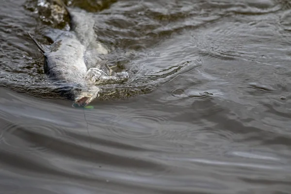 Yta Åtgärder Barramundi När Det Hooked Med Marulk Turneringen Fiske — Stockfoto