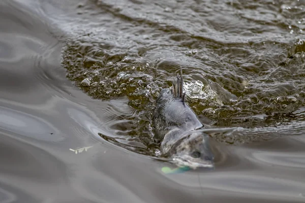 Yta Åtgärder Barramundi När Det Hooked Med Marulk Turneringen Fiske — Stockfoto