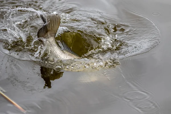 Akcji Powierzchni Barramundi Gdy Jest Podłączone Przez Wędkarza Fishing Tournament — Zdjęcie stockowe