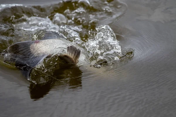 Yta Åtgärder Barramundi När Det Hooked Med Marulk Turneringen Fiske — Stockfoto