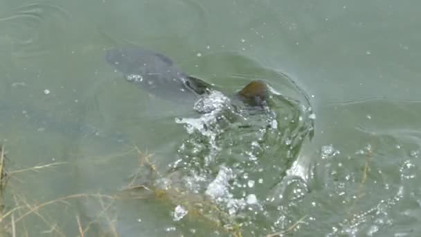 Kampf Auf Der Oberfläche Des Fisches Mit Dem Fischer — Stockvideo