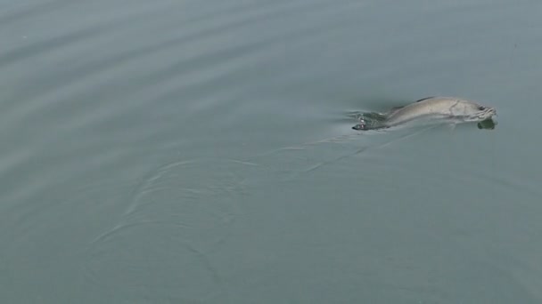 Lutando Superfície Peixe Com Pescador — Vídeo de Stock