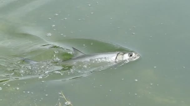 Kampf Auf Der Oberfläche Des Fisches Mit Dem Fischer — Stockvideo