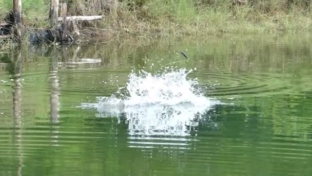 Lucha Superficie Los Peces Con Pescador — Vídeos de Stock