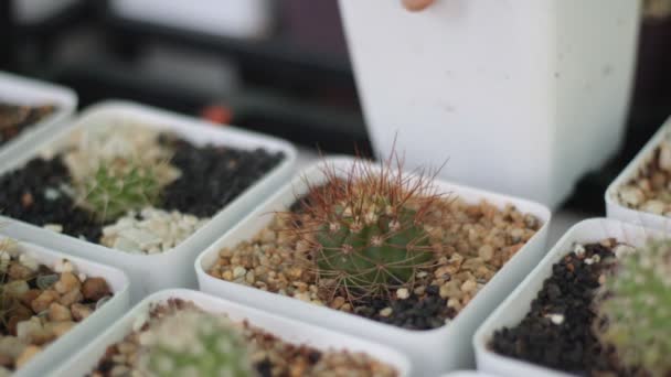 Kweker Verzorgen Kleine Cactus Pot — Stockvideo