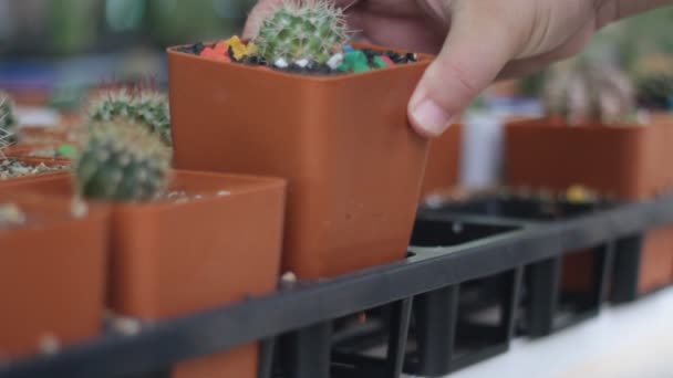 Cultivateur Prendre Soin Des Petits Cactus Pot — Video