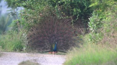 Erkekler, üst kuyruk örtülerini kemerli bir fana dönüştürerek kur yaparak sergilerler..