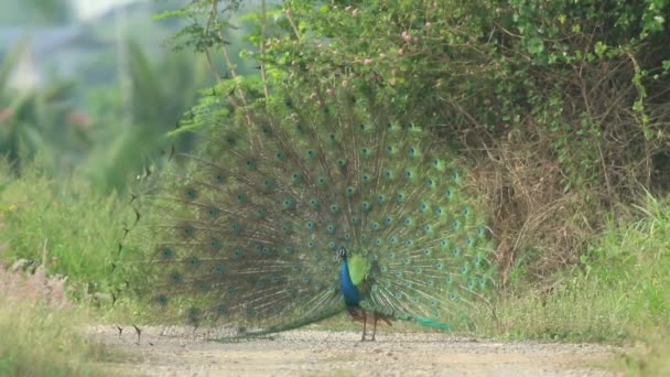 Les mâles affichent dans la cour en soulevant les couvertures de la queue supérieure dans un éventail voûté .
