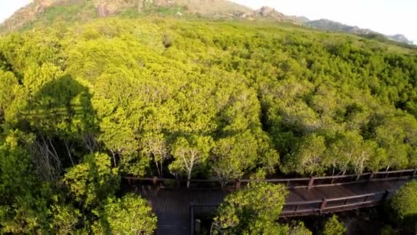 Mangrove Orman Panning Çekim Doğa Sahnesi — Stok video